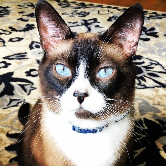 🐈‍⬛️🐈🐈‍⬛️🐈🐈‍⬛️🐈🐈‍⬛️🐈🐈‍⬛️🐈🐈‍⬛️ - Picture 3 of 9